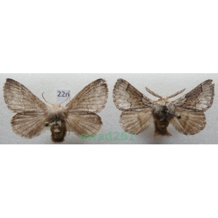 Trichiura crataegi (Linnaeus, 1758) pair Czech22n